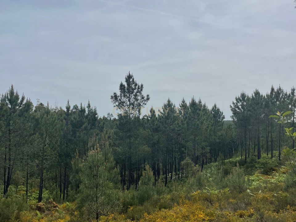 Helårsgrund i Abrantes, Santarem - foto 3