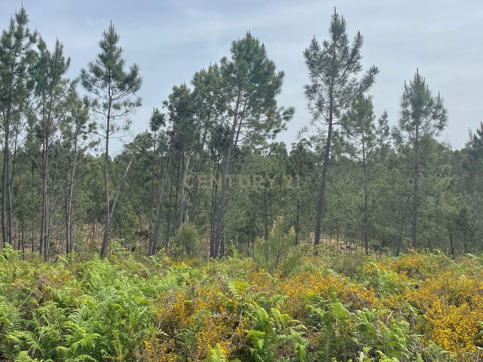 Helårsgrund i Abrantes, Santarem - foto 4