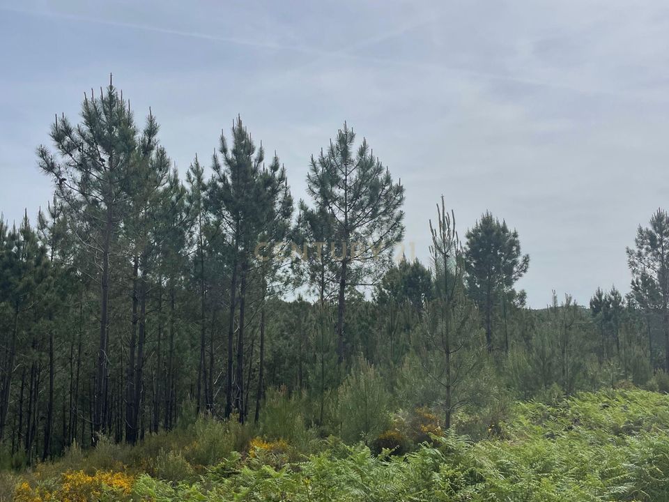 Helårsgrund i Abrantes, Santarem - foto 5