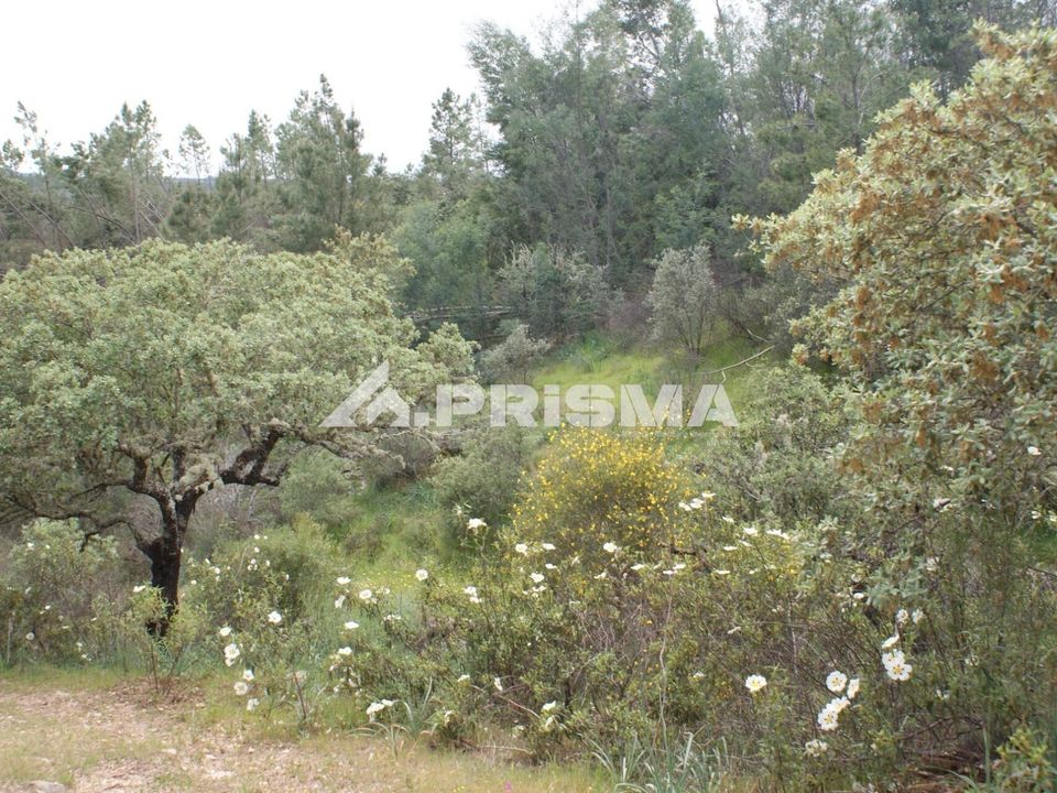 Helårsgrund i Castelo Branco, Castelo Branco - foto 4