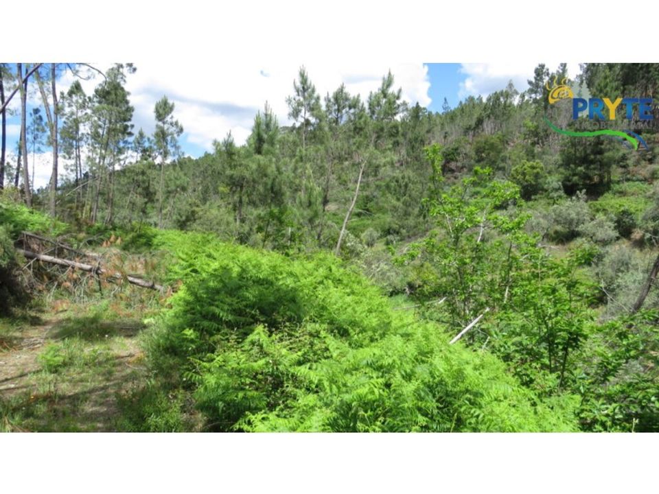 Helårsgrund i Proenca-a-Nova, Castelo Branco - foto 5