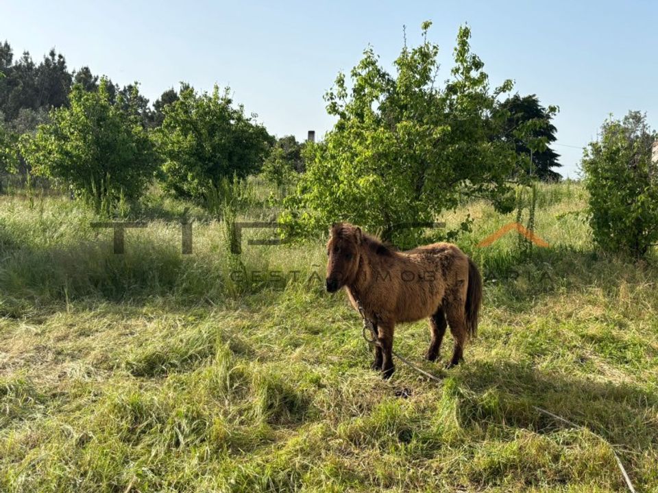 Villa i Cartaxo, Santarem - foto 3