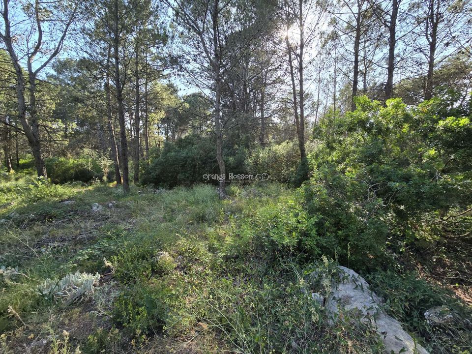 Helårsgrund i Villalonga, Valencia - foto 3