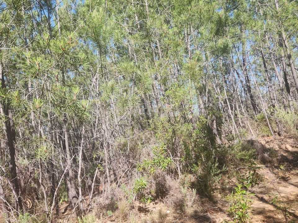 Tomt i Vila Velha de Rodao, Castelo Branco - bilde 4