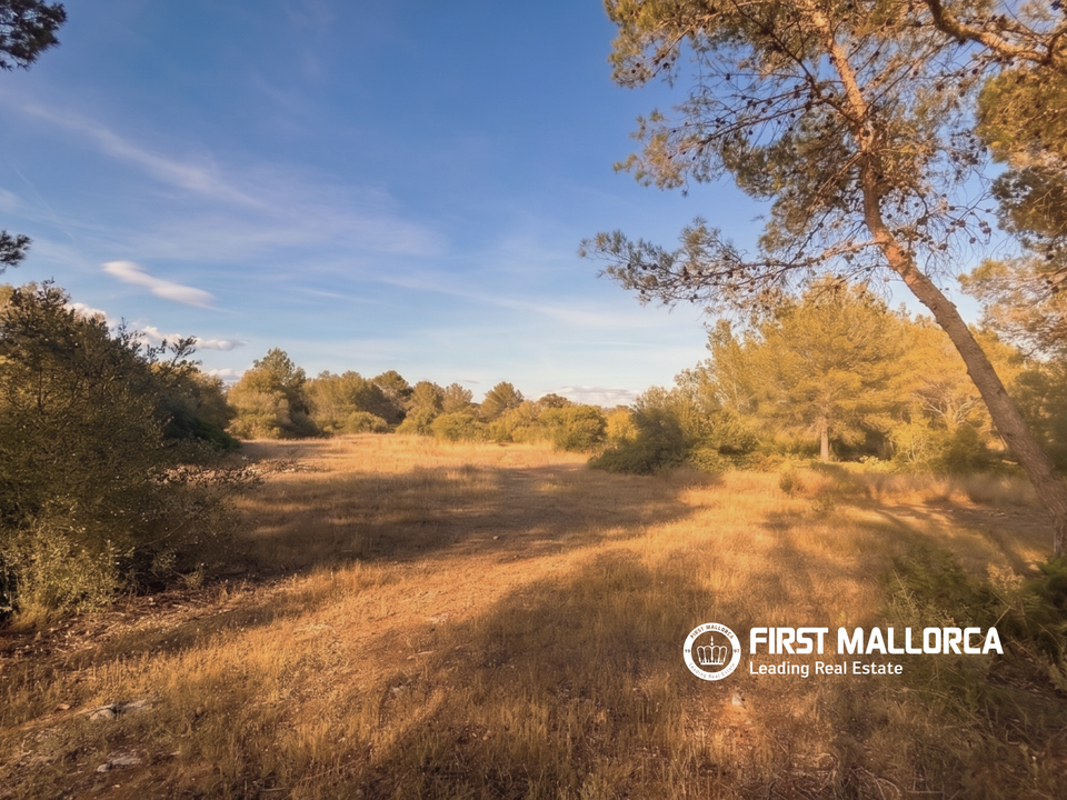 Helårsgrund i Algaida, Mallorca - foto 3