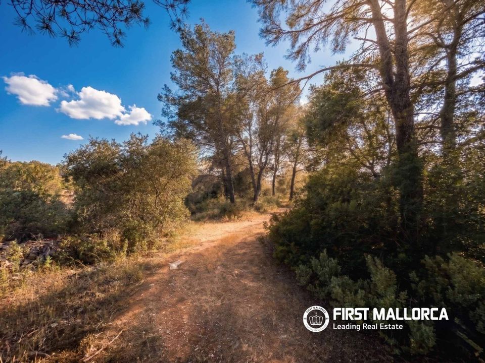 Terra em Algaida, Mallorca - foto 1