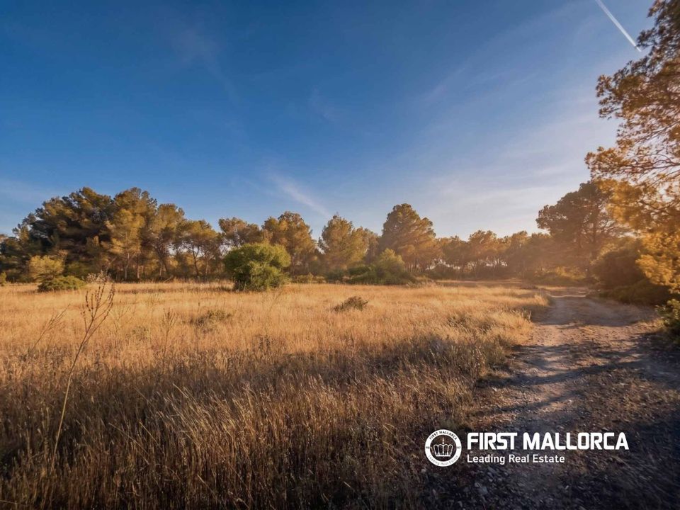 Terra em Algaida, Mallorca - foto 3