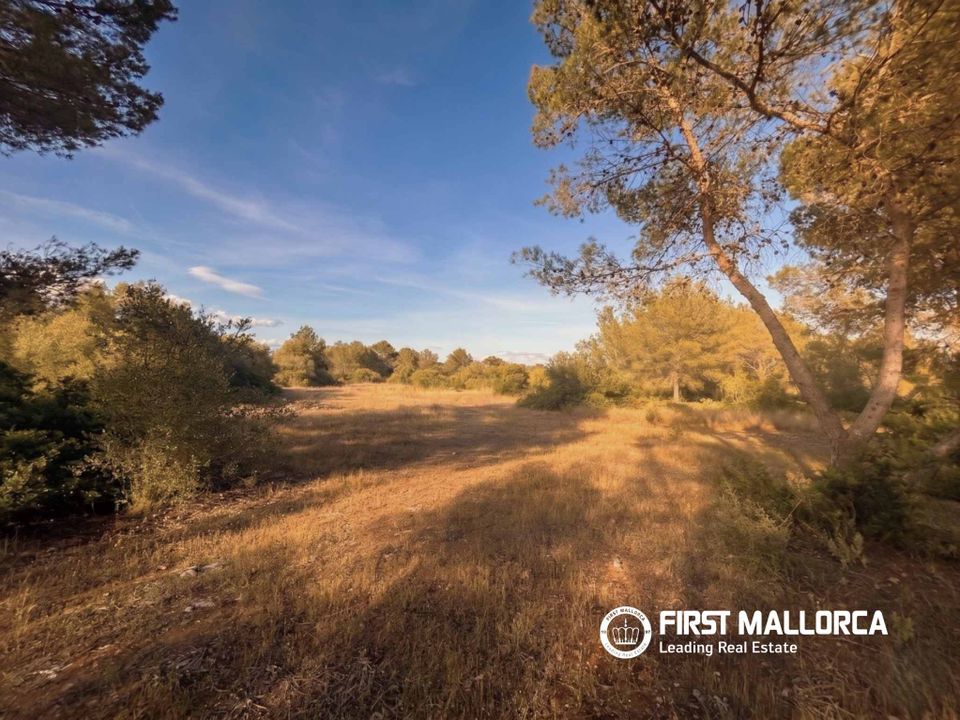 Terra em Algaida, Mallorca - foto 4