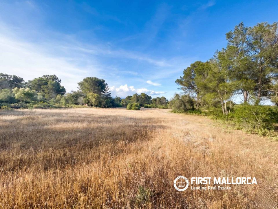 Terra em Algaida, Mallorca - foto 5