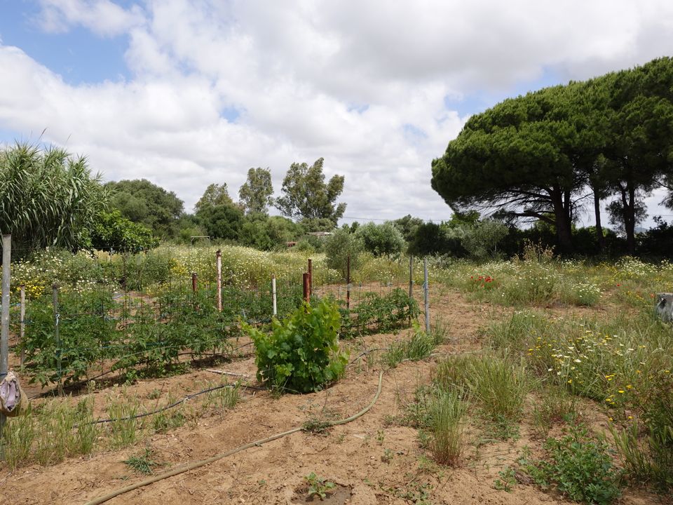 Finca i Chiclana De La Frontera, Cadiz - foto 1