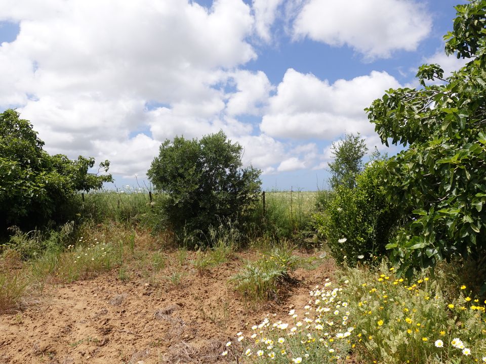 Finca i Chiclana De La Frontera, Cadiz - foto 3