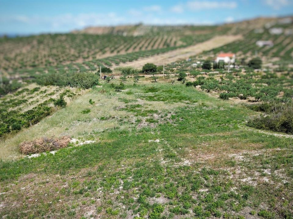 Grond in Ribera, Agrigento - foto 5