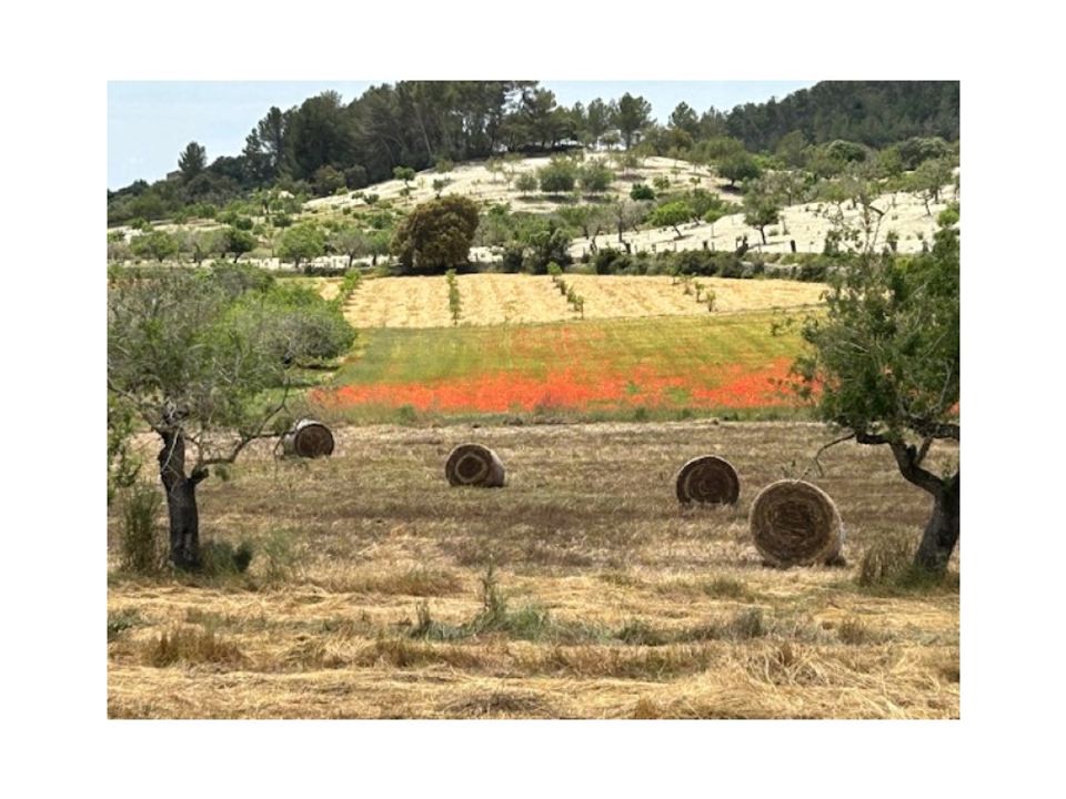 Tomt i Montuiri, Mallorca - bilde 2