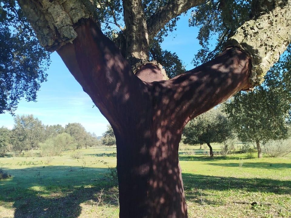 Helårsgrund i La Codosera, Badajoz - foto 4