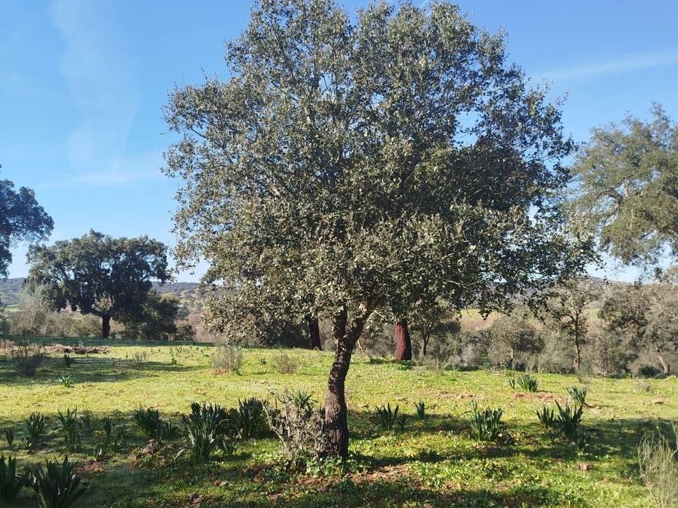 Helårsgrund i La Codosera, Badajoz - foto 5