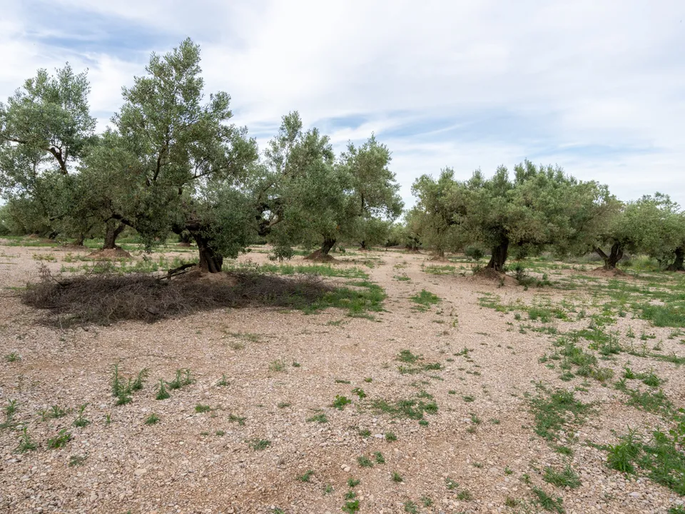 Finca i Ulldecona, Tarragona - bilde 3