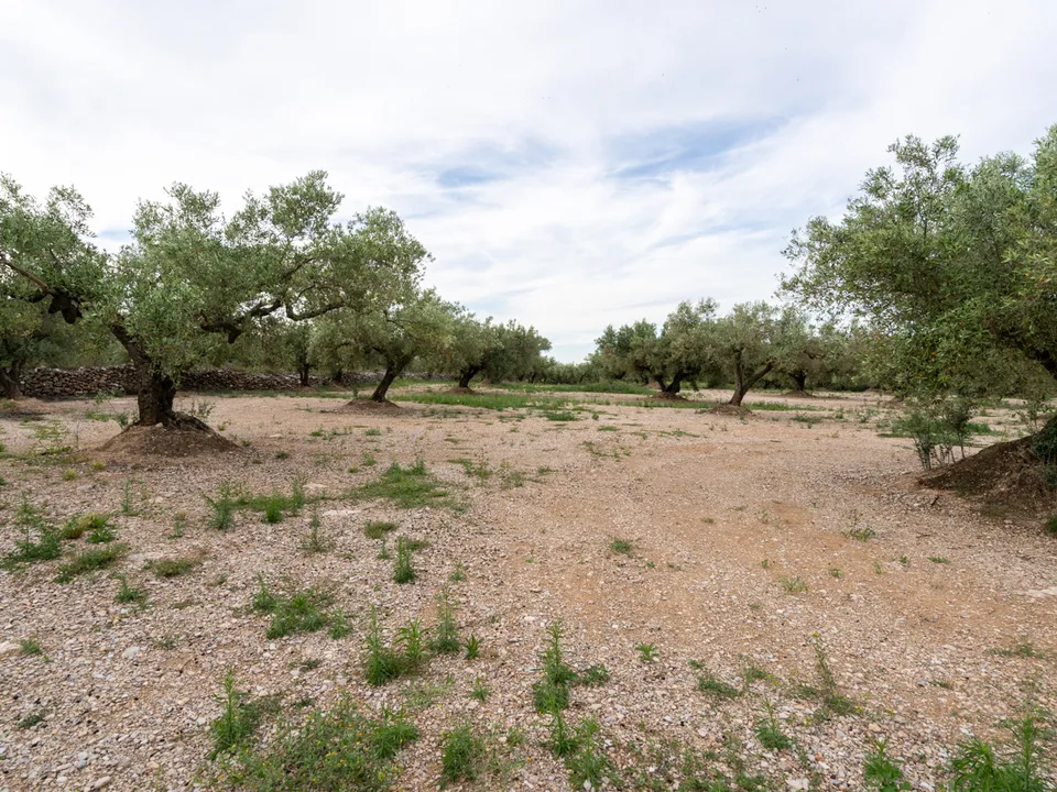 Finca i Ulldecona, Tarragona - bilde 2
