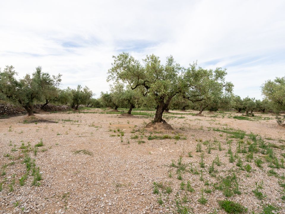 Finca i Ulldecona, Tarragona - bilde 4