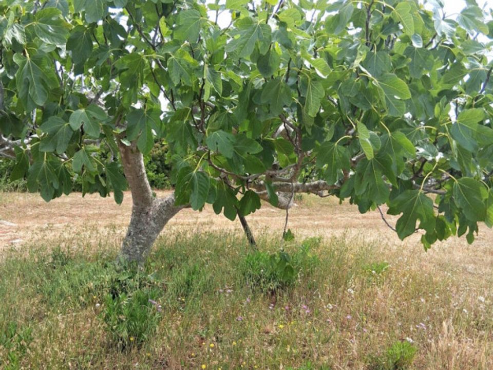 Helårsgrund i Presicce-Acquarica, Lecce - foto 4