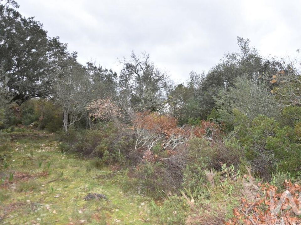 Helårsgrund i Ferreira do Zezere, Santarem - foto 3
