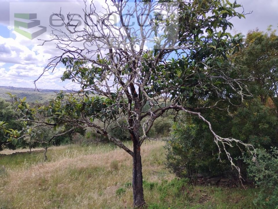 Helårsgrund i Perais, Castelo Branco - foto 1