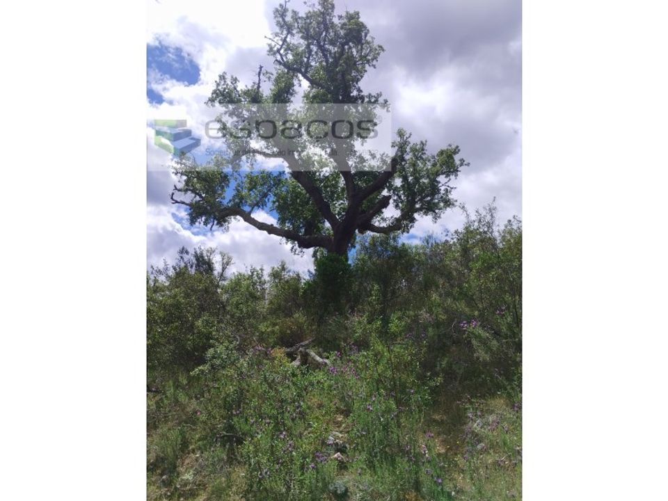 Helårsgrund i Perais, Castelo Branco - foto 5