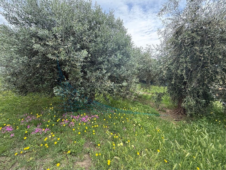 Lejlighed i Rosignano Marittimo, Livorno - foto 1