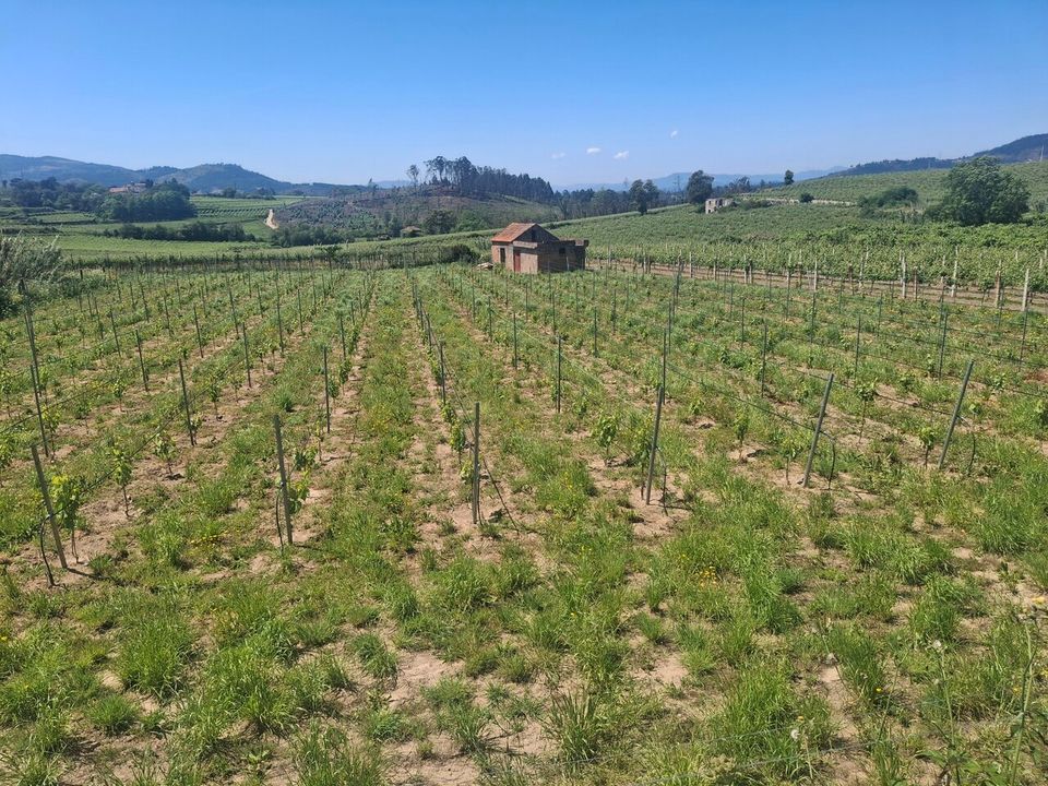 Helårsgrund i Moncao, Viana do Castelo - foto 3