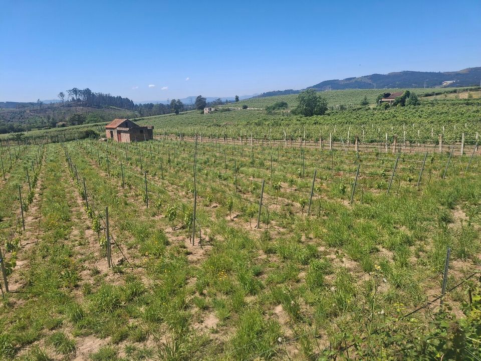 Helårsgrund i Moncao, Viana do Castelo - foto 4