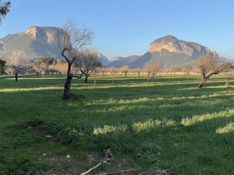 Helårsgrund i Alaro, Mallorca - foto 1