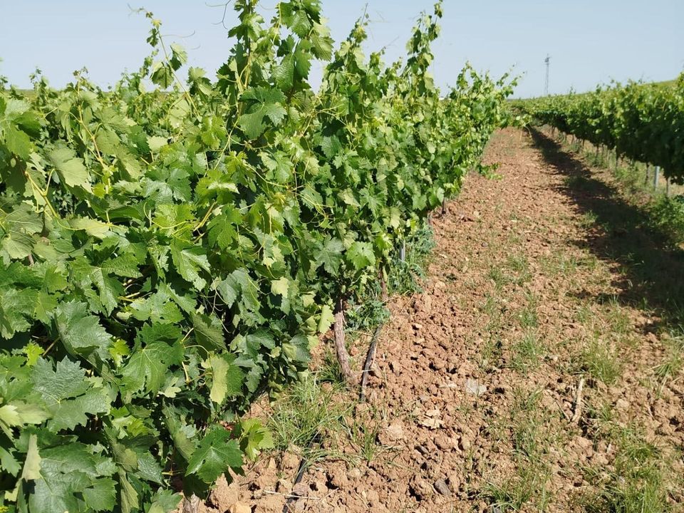 Helårsgrund i Badajoz, Badajoz - foto 1