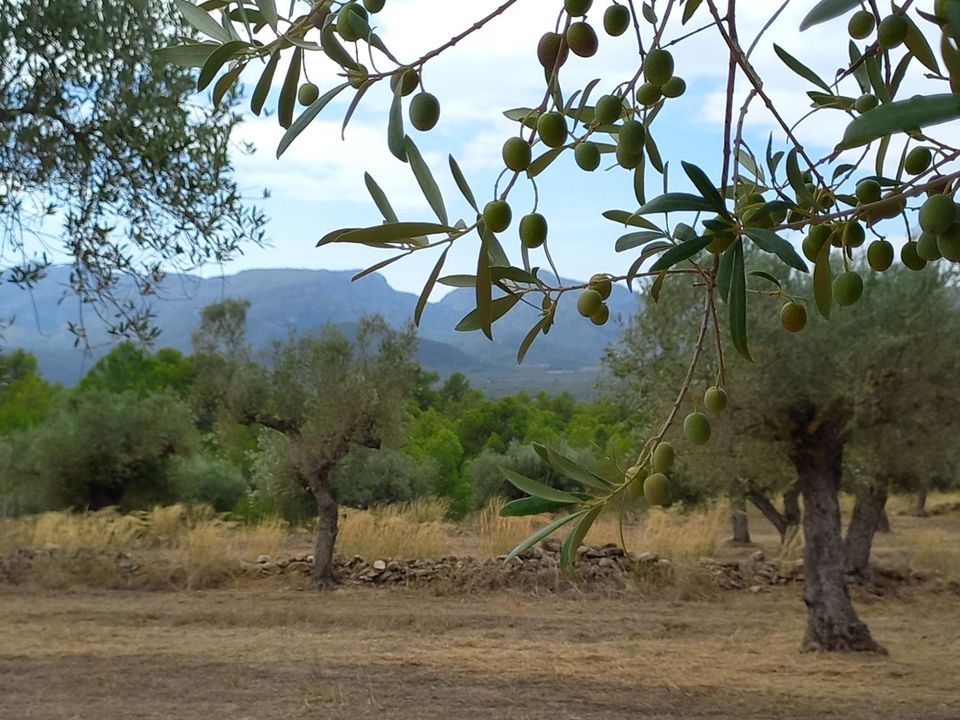 Herregård i Tivissa, Tarragona - bilde 2