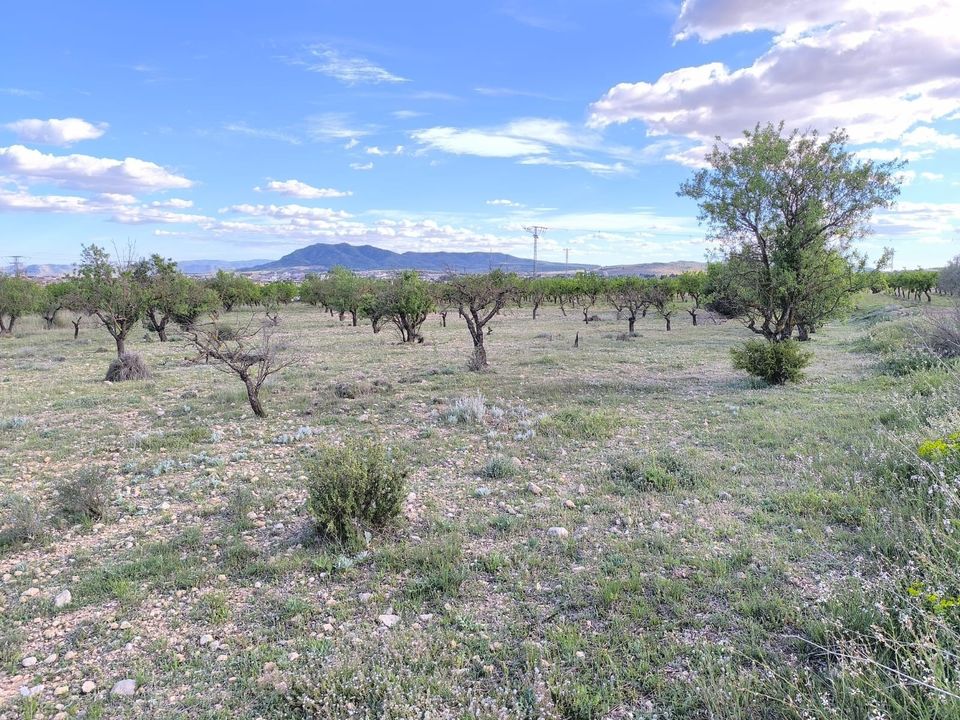 Helårsgrund i Caudete, Albacete - foto 3