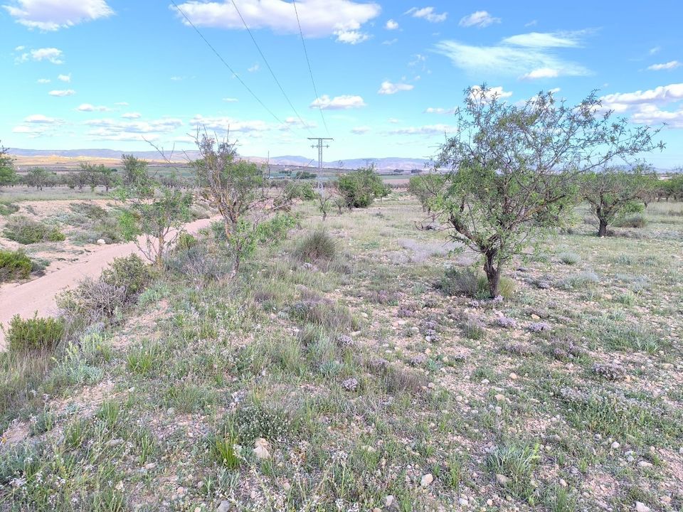 Helårsgrund i Caudete, Albacete - foto 4