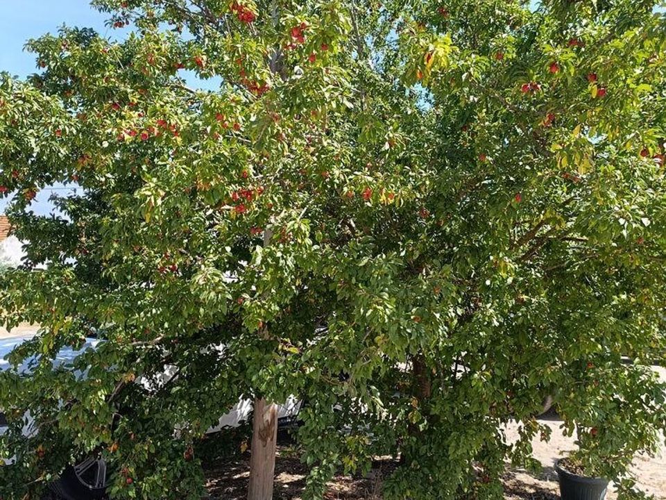 Tomt i Almeirim, Santarem - bilde 5