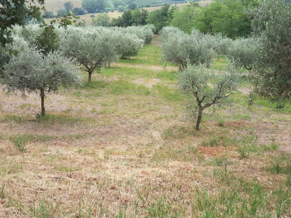 Commercieel vastgoed in Offagna, Ancona - foto 2
