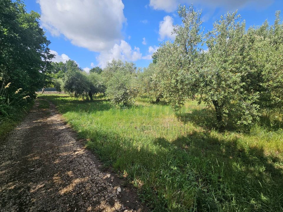Tomt i Calvi Risorta, Caserta - bilde 1