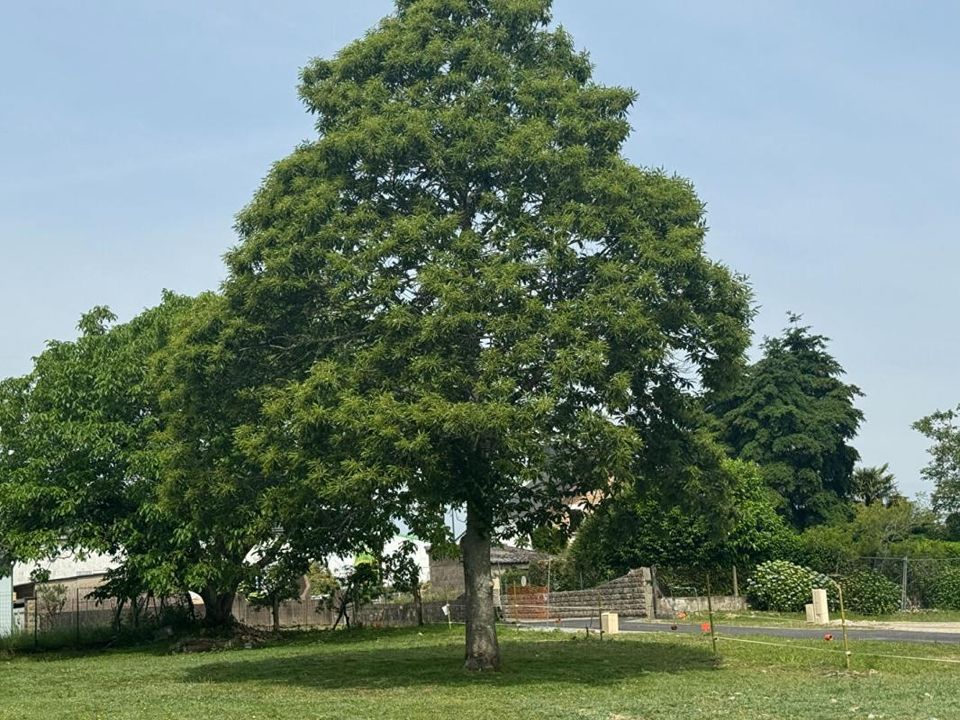 Helårsgrund i Pluvigner, Morbihan - foto 1
