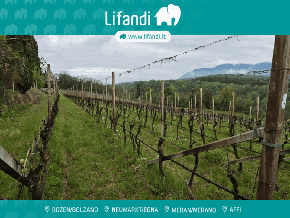 Helårsgrund i Caldaro sulla Strada del Vino, South Tyrol - foto 1