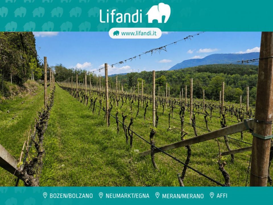 Terra a Caldaro sulla Strada del Vino, South Tyrol - foto 1