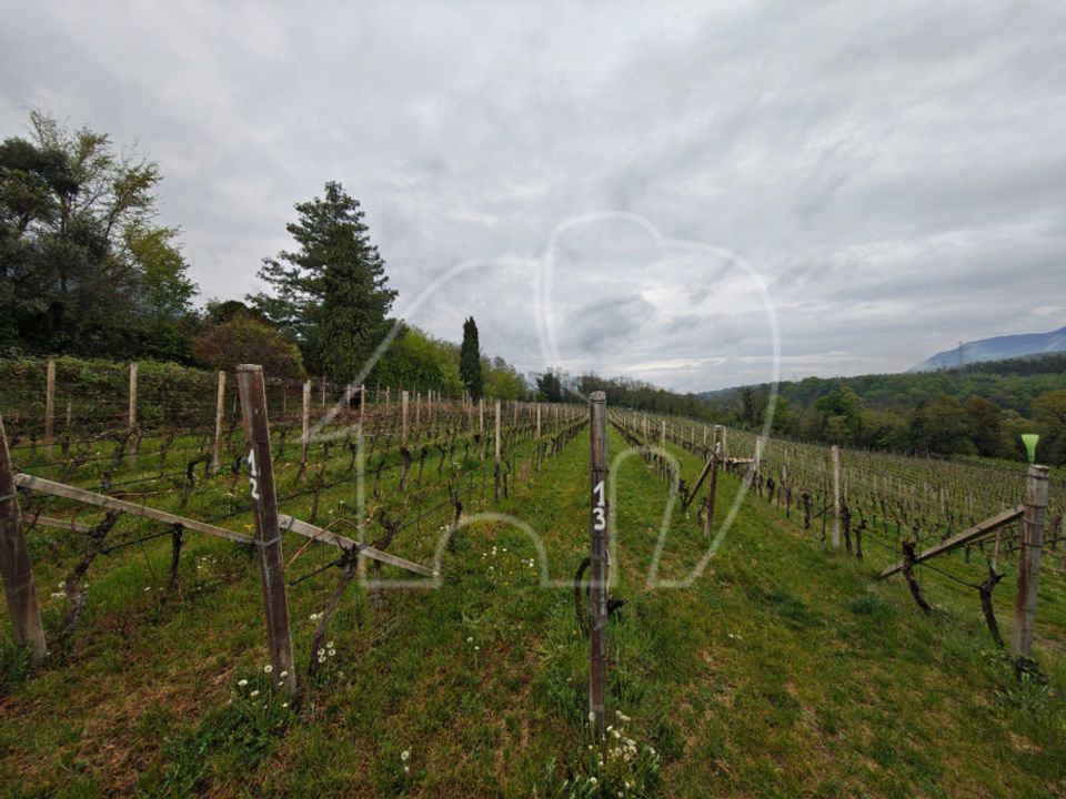 Terra a Caldaro sulla Strada del Vino, South Tyrol - foto 4