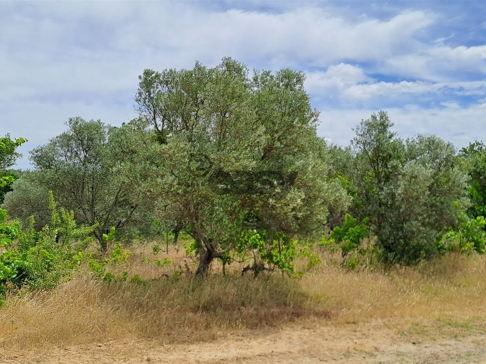 Tomt i Vidigueira, Beja - bilde 3