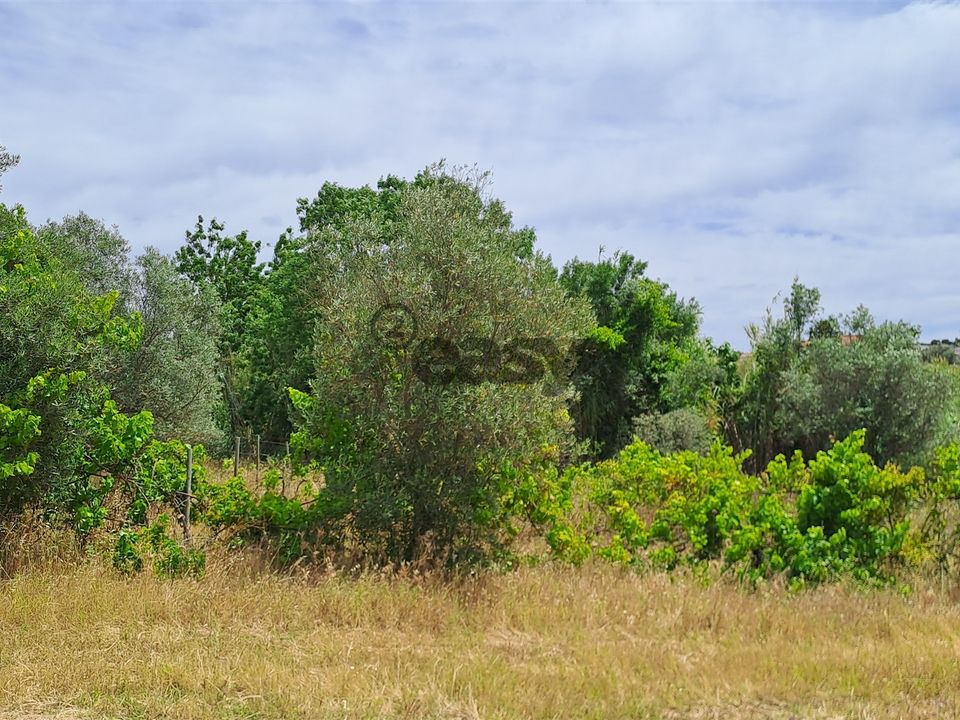 Tomt i Vidigueira, Beja - bilde 5