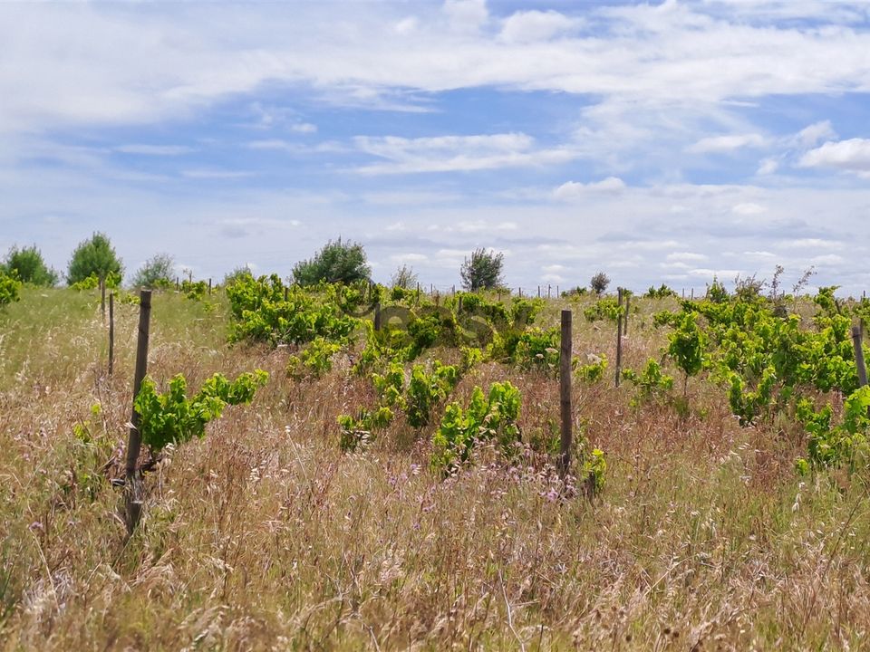 Helårsgrund i Vidigueira, Beja - foto 5