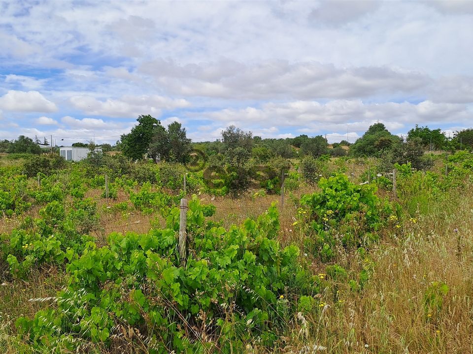 Tomt i Vidigueira, Beja - bilde 2