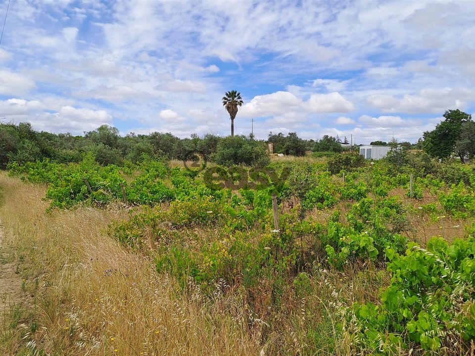 Tomt i Vidigueira, Beja - bilde 3