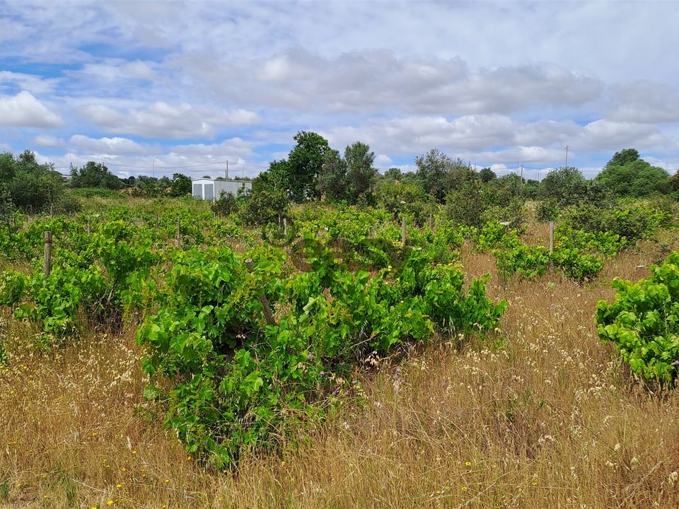 Tomt i Vidigueira, Beja - bilde 4