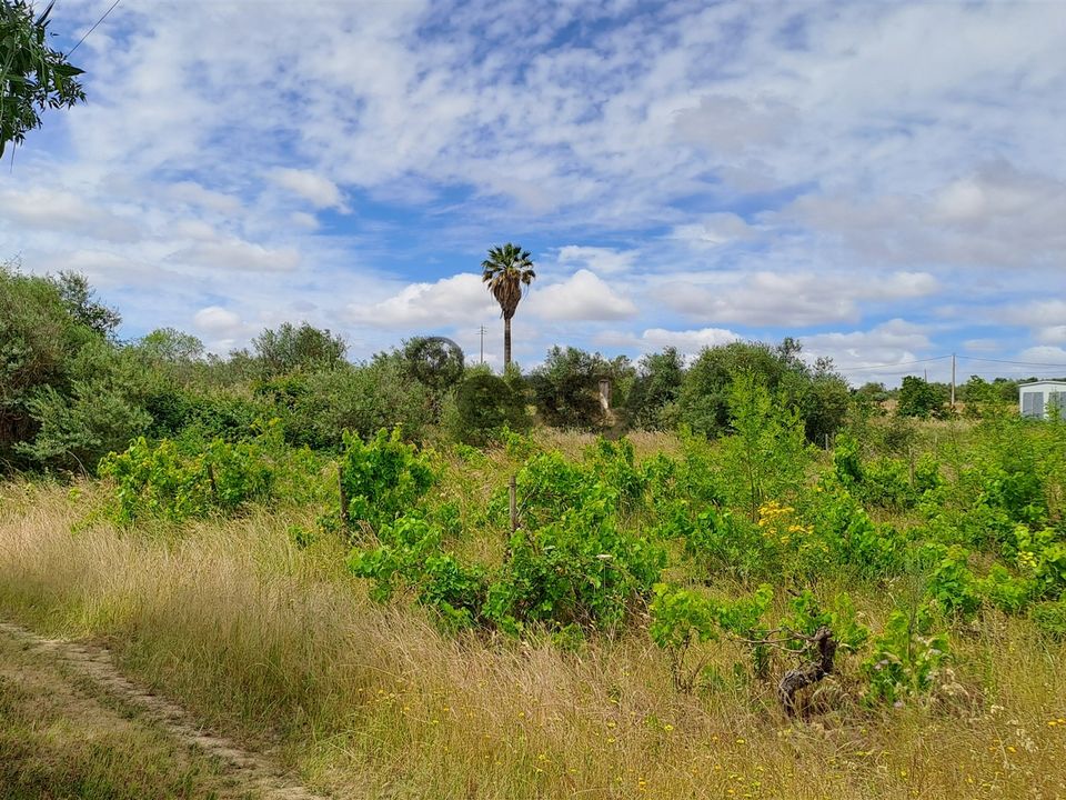 Tomt i Vidigueira, Beja - bilde 5