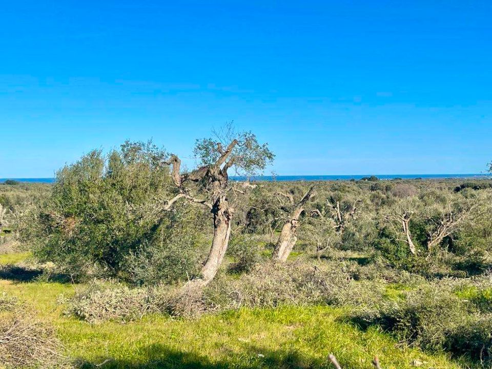 Helårsgrund i San Vito dei Normanni, Brindisi - foto 4