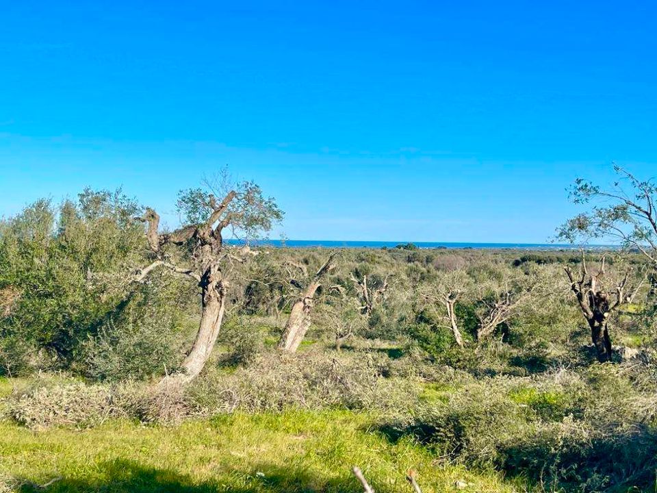Helårsgrund i San Vito dei Normanni, Brindisi - foto 5